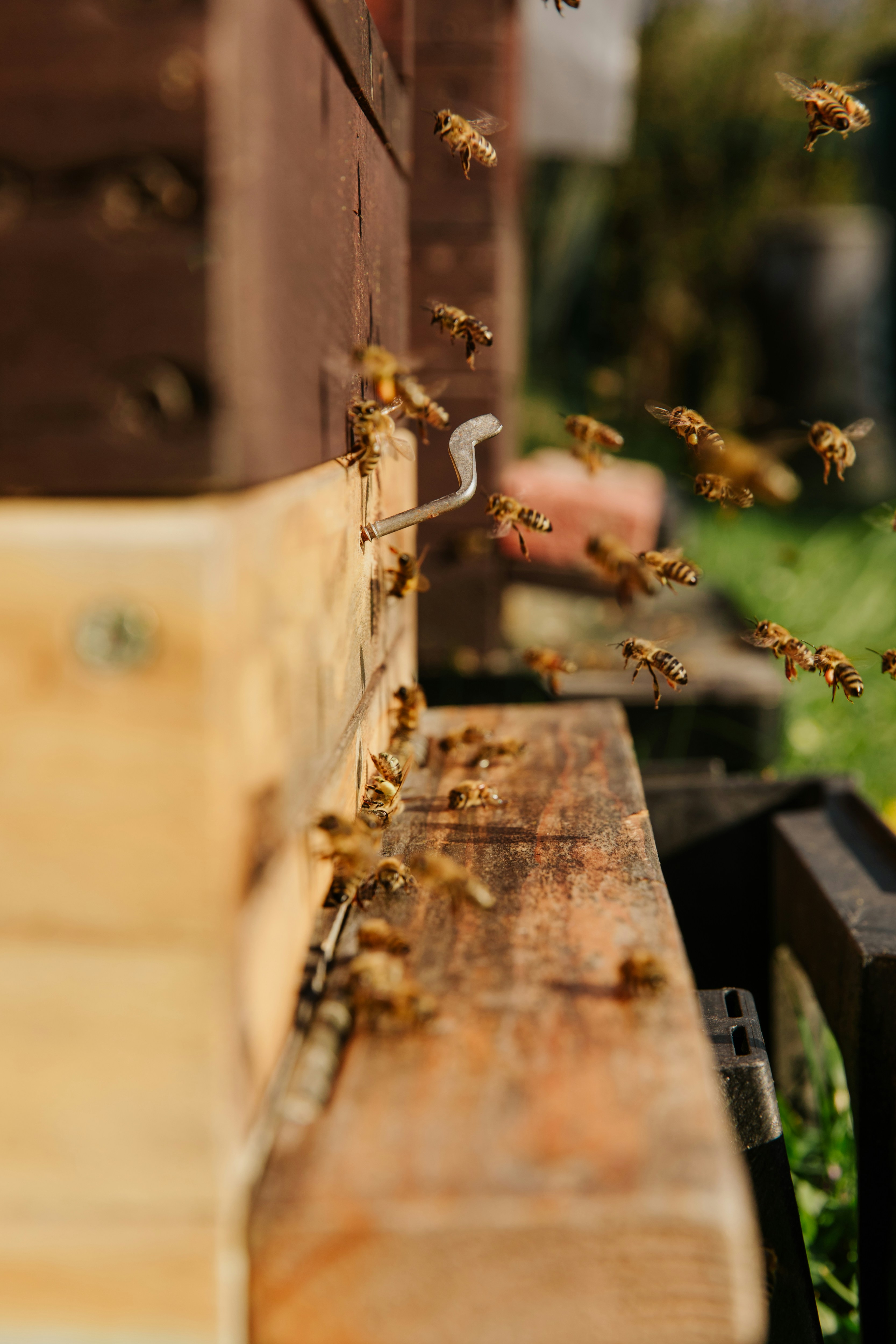Honey being poured