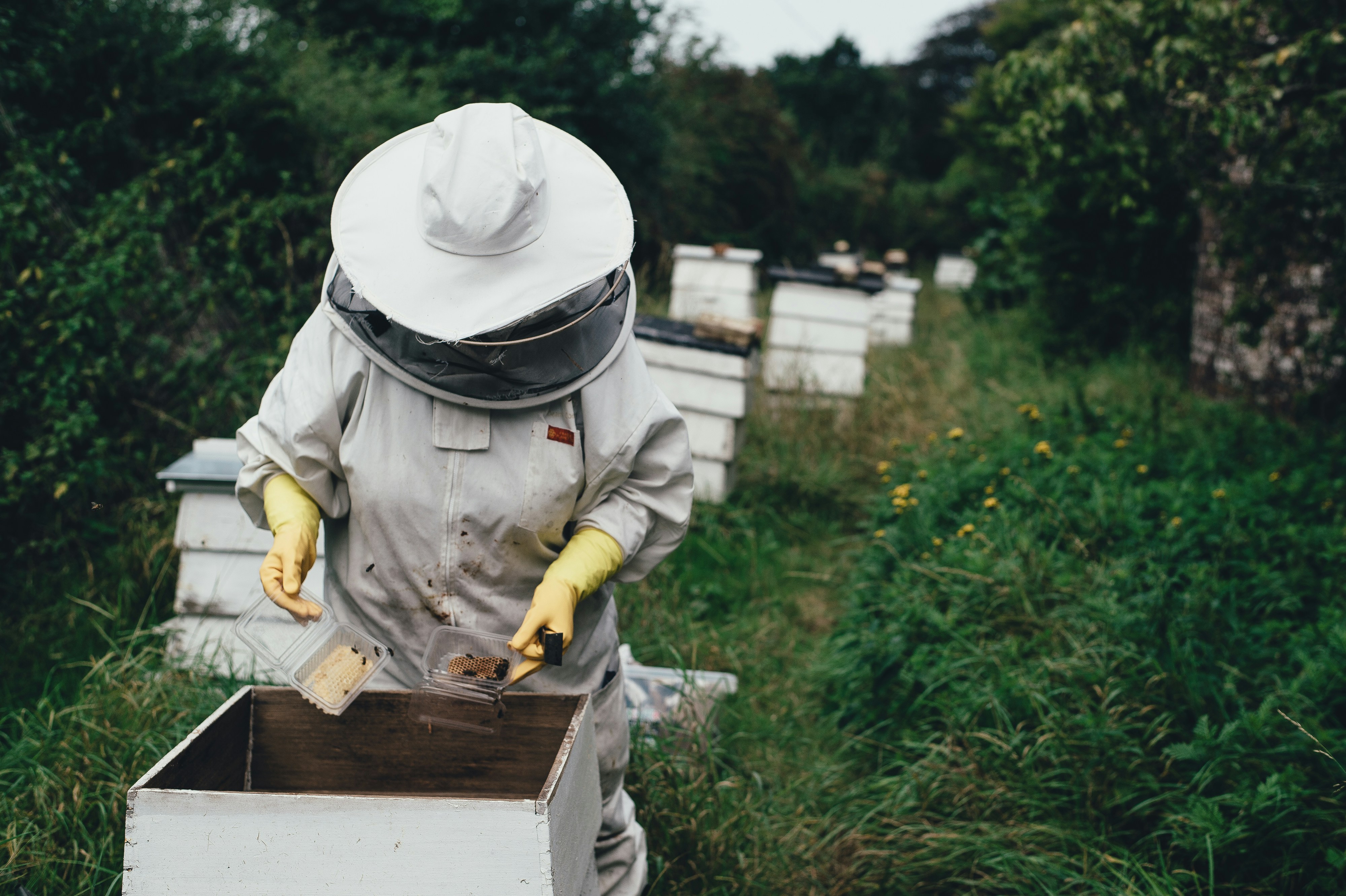 Harvesting the Honey