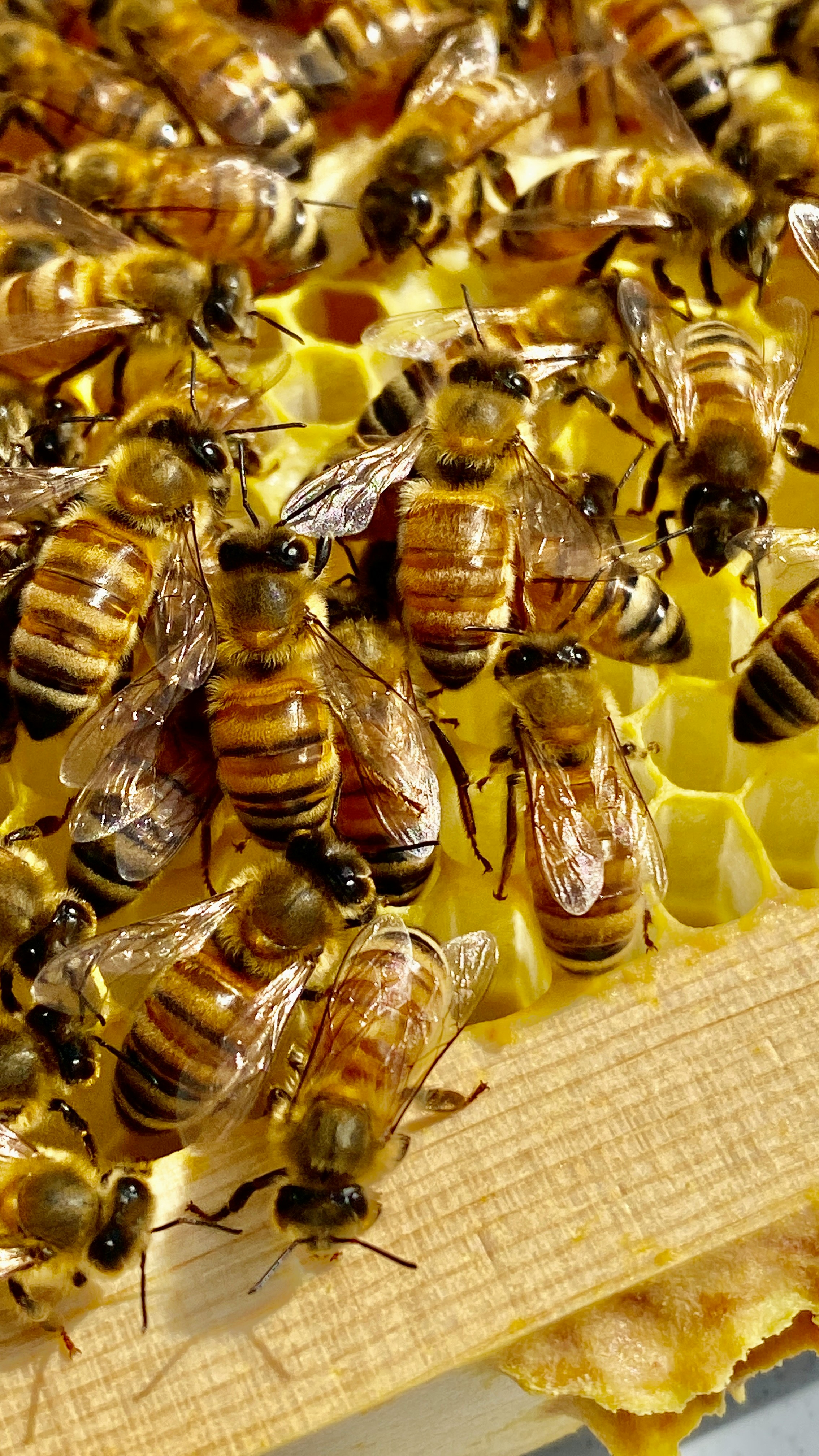 Bee keeping