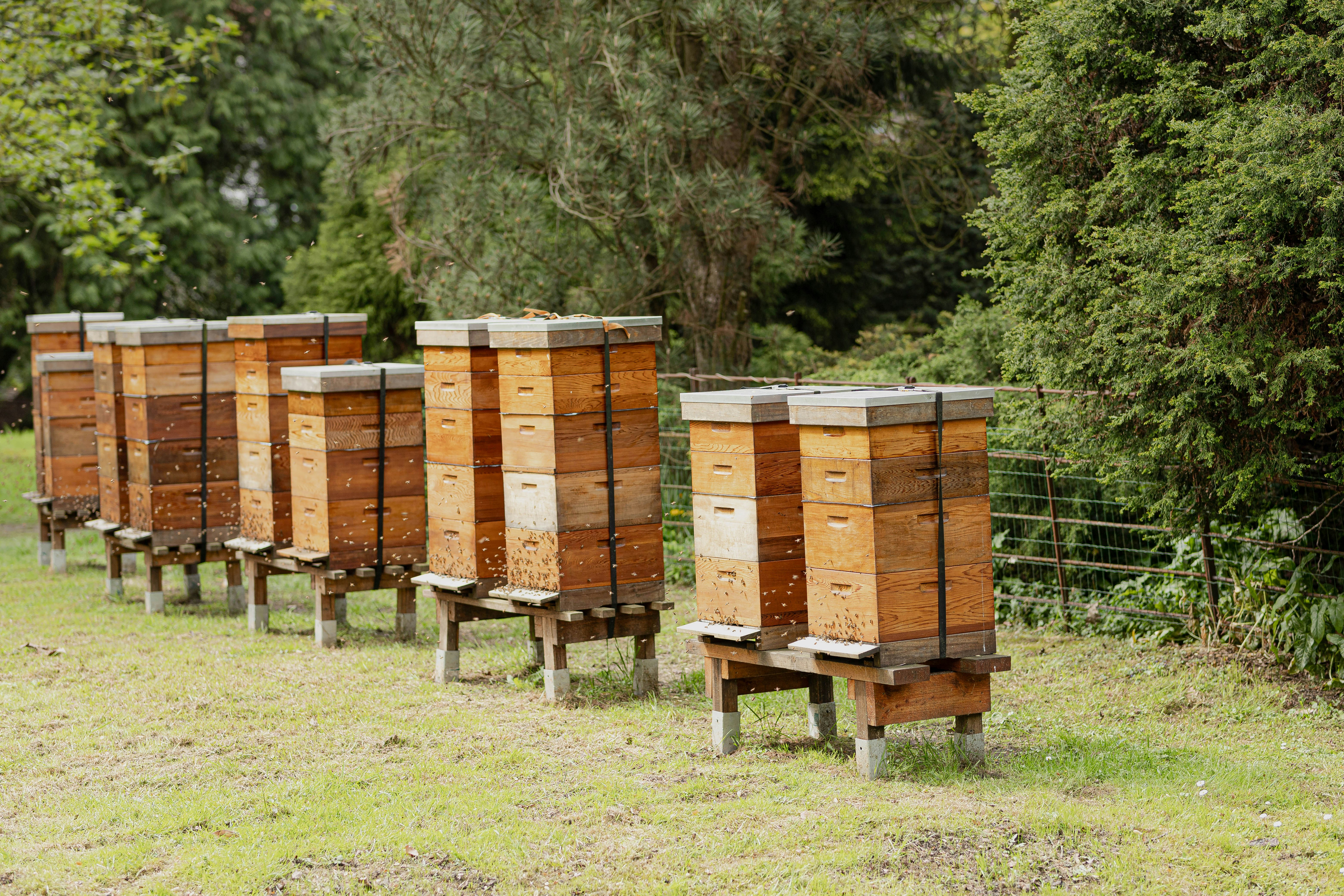 Our hives